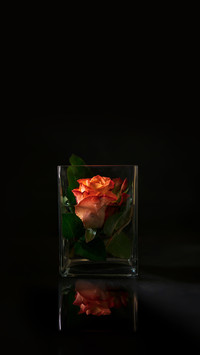 Beautiful Orange Rose in Vase