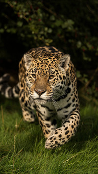 Top hunters in South America 52