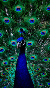 Peacock26