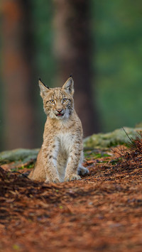 A Lynx Sits Alertly on The Ground