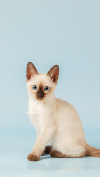 Development History of Cats in China 3