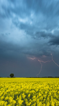 Lightning striking in the rape field at night