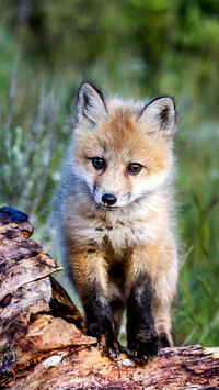 Lovely little fox 12