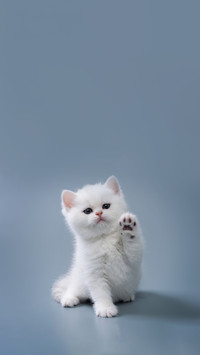 猫狗共处之乐