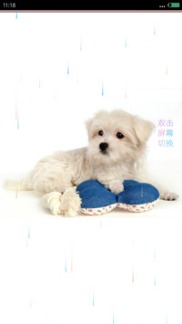 致你的汪星人+多壁纸+自由桌面+下雨
