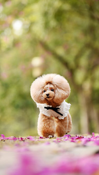 What is harmful to pets