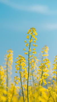 Ten thousand acres of rapeseed flowers bloom in cen gong