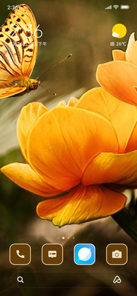 lily