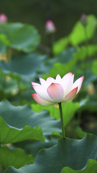 Beautiful Lotus