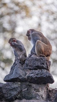 Monkey burglary 04
