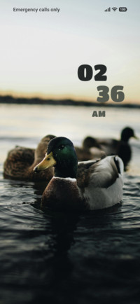 Duck