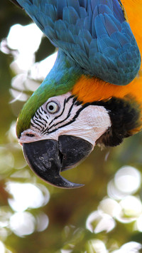 Parrot (6)