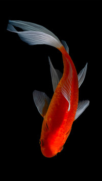 Koi possession