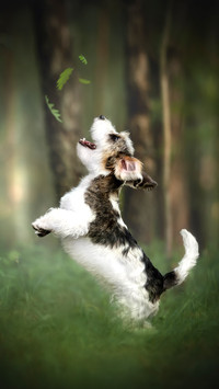 Petit basset griffon vendeen dog playing with flying leafs