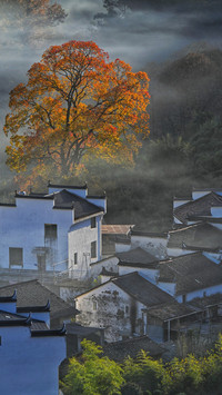 Stone city autumn maple intoxicated