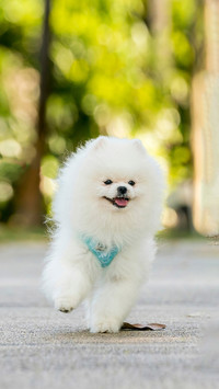Happy white Pomeranian running in a park in Singapore