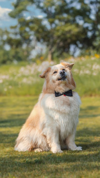 If your dog yawns frequently you should pay attention