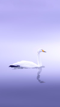 Swans and domestic geese are not the same species