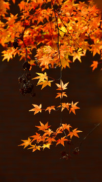 Autumn strong maple leaf red