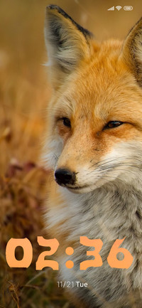 wildlife fox