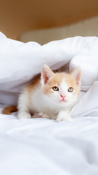 Cute little kitten sleeping on the bed