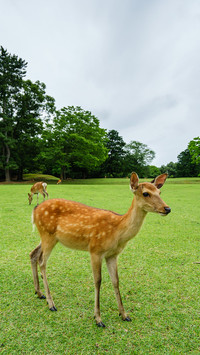 india-deer