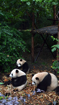 Triplets giant pandas are 7 years old