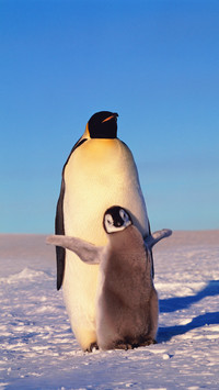 Where do the penguins in the zoo come from