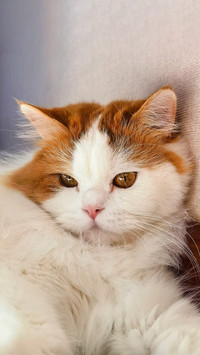 Meow lazy