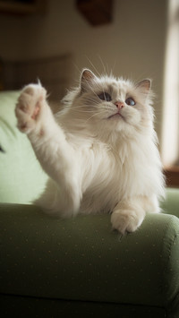 温顺的布偶猫