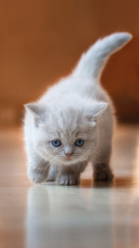 Choose a cat to be one hundred and twentytwo days old 18
