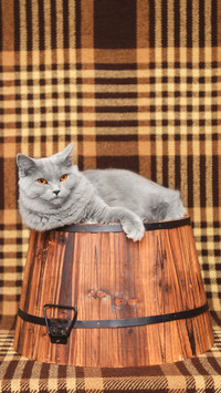 冬季不做小冻猫