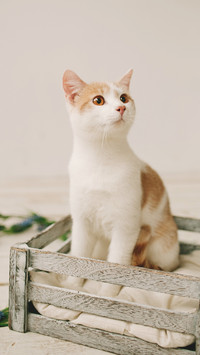 爱护猫咪的眼睛