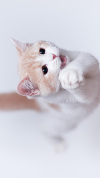 猫咪可以当间谍吗