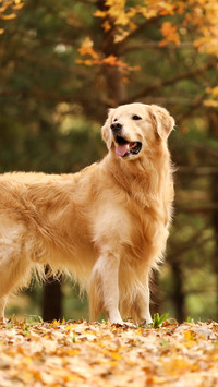 最聪明的寻回犬