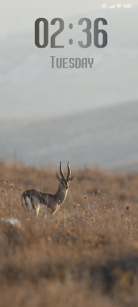Mammal