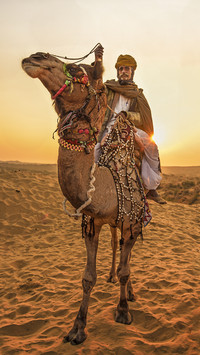 india-camel