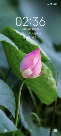 护眼荷花