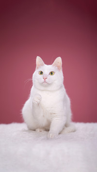 The white cat is aloof only because it cant hear
