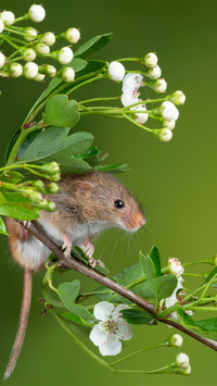Cute hamster-03