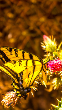 The Beauty of Nature