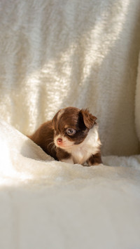 Puppy on white carpet,looking around in sunlight