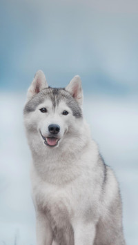 Dog393