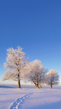 Fagus sylvatica in the South Black Forest, Germany