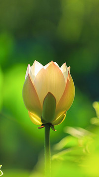 好看又好吃的莲花