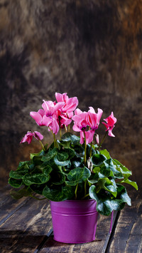 Flowers that can bloom during the new year 31