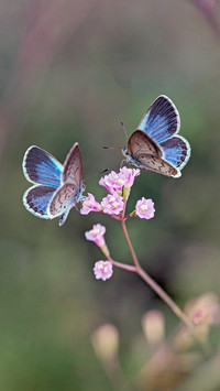 Spring flowers and butterflies