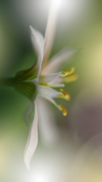古人赏花太浪漫
