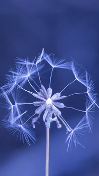 International-Dandelion