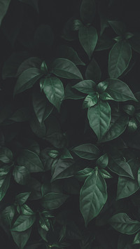 leaf (2)